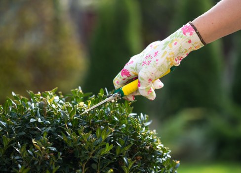 Neatly trimmed hedge in a Raynes Park garden