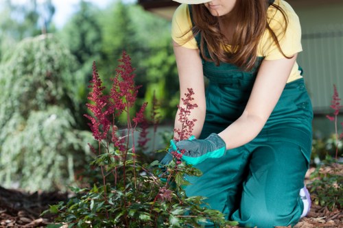 Local gardeners in Raynes Park improving lawn and border health
