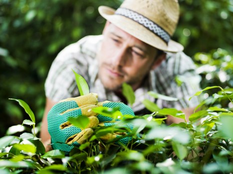 User managing cookie preferences for the Raynes Park gardening site