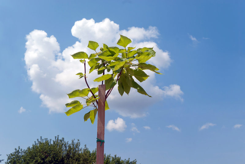 Hedge trimming garden