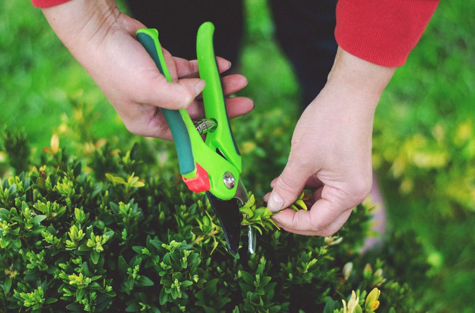 A close-up image showing a gardener's hands performing hedge trimming in a garden setting. The gardener is using a pair of bright green and black pruning shears to carefully cut back a dense, leafy he