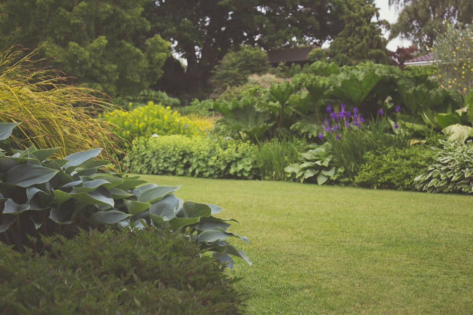 A close-up image showing a gardener's hands performing hedge trimming in a garden setting. The gardener is using a pair of bright green and black pruning shears to carefully cut back a dense, leafy he